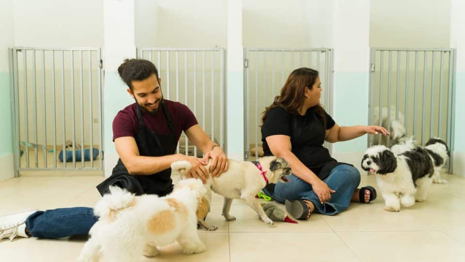 Dogs resting in individual runs at a pet boarding and kennel facility