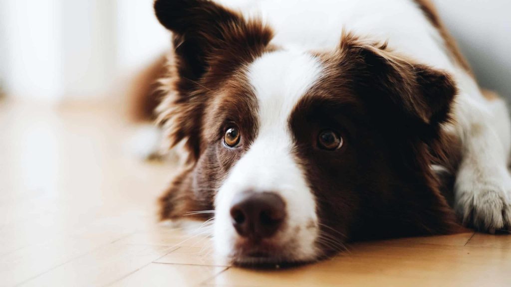 Pet Boarding & Kennel Insurance on the job