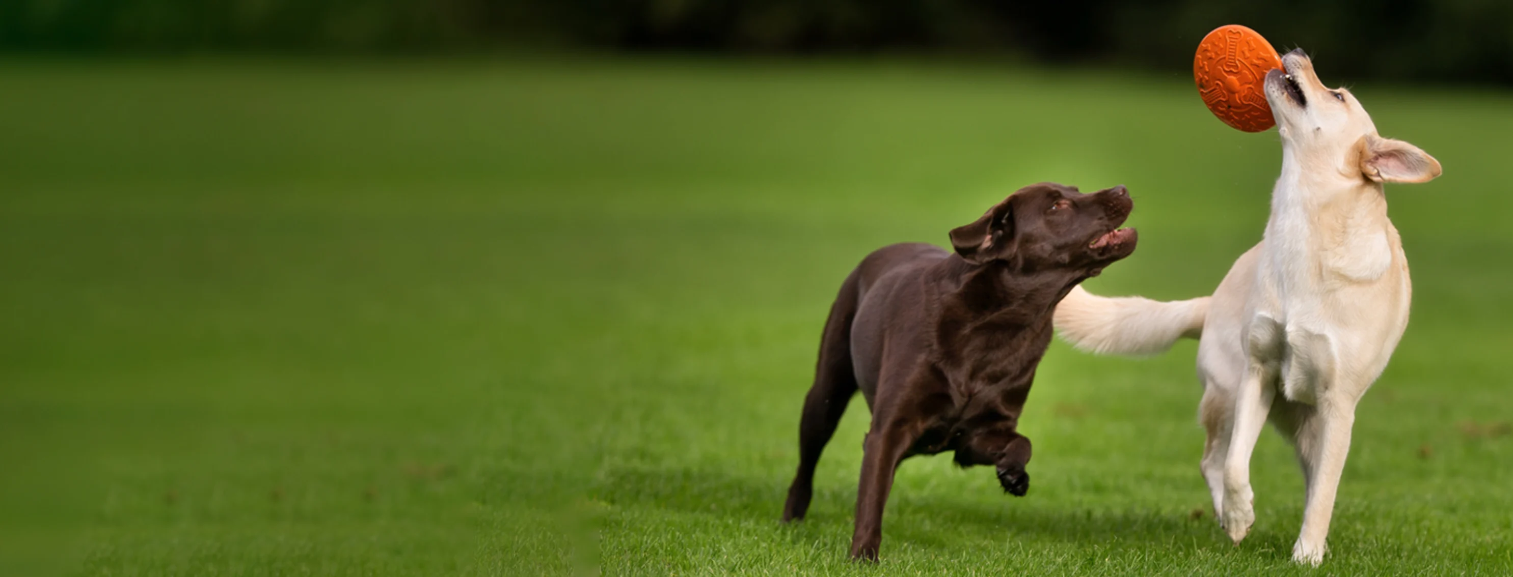 Dogs playing together under supervision at a dog daycare facility