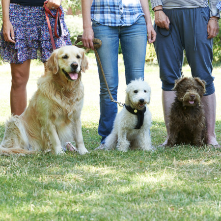 Pet Trainer Insurance on the job