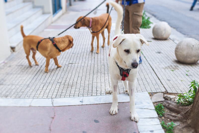Dog walker walking multiple leashed dogs outdoors