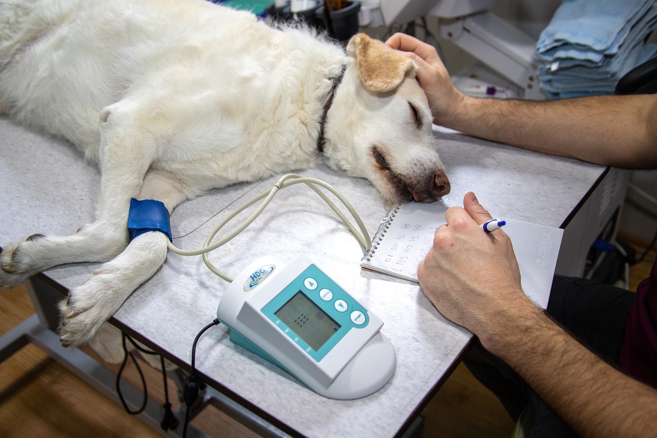 Veterinarian examining a pet in an animal clinic
