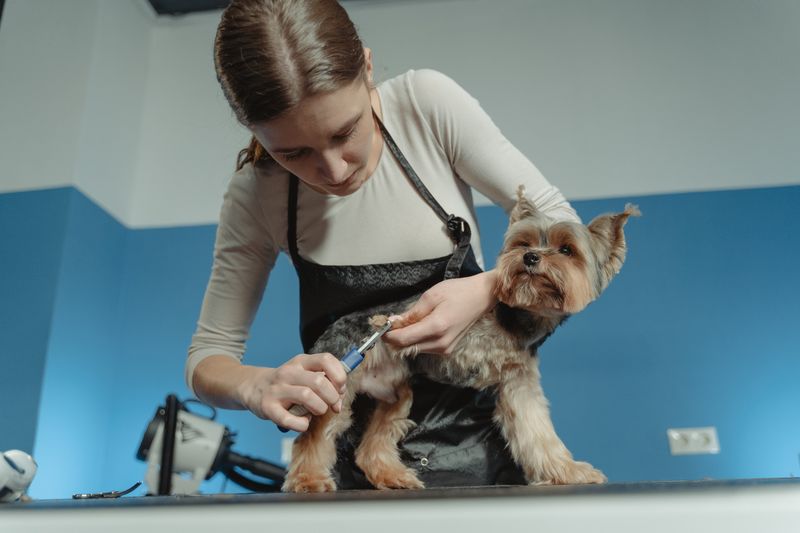 Pet groomer trimming a dog's fur at a grooming salon